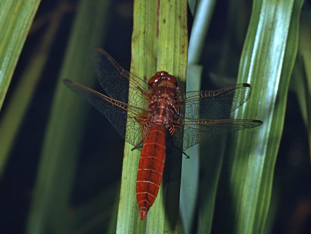 Una vecchia libellula - Crocothemis erythraea maschio